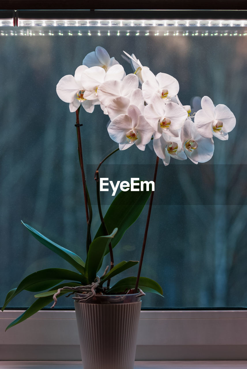 Potted moth orchid under led lamp on window sill, white phalaenopsis amabilis blooming in winter