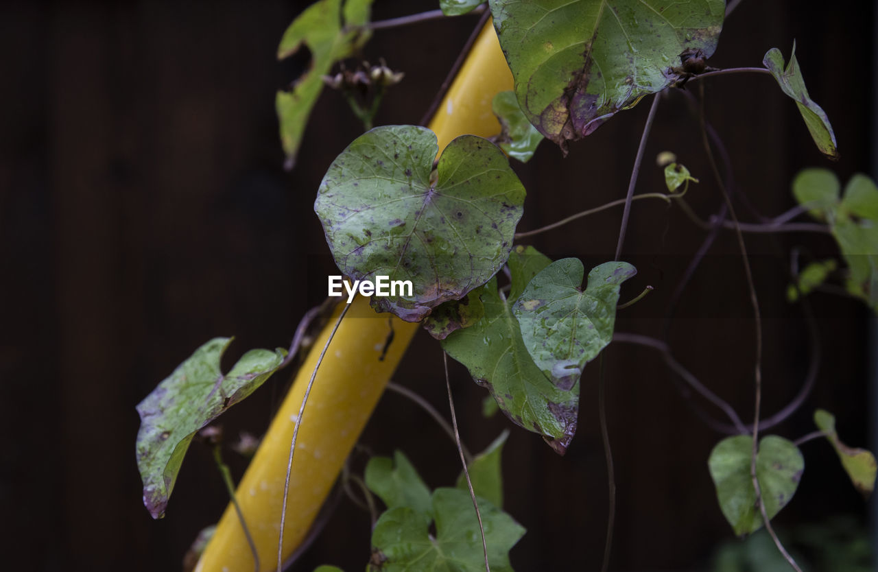 CLOSE-UP OF WET PLANTS