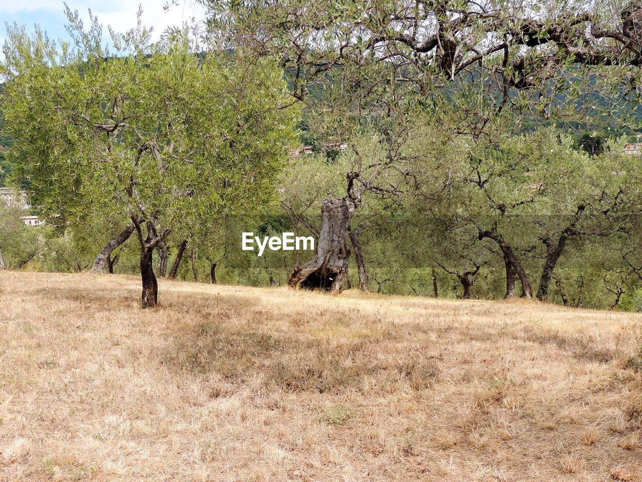 rear view of man standing on field