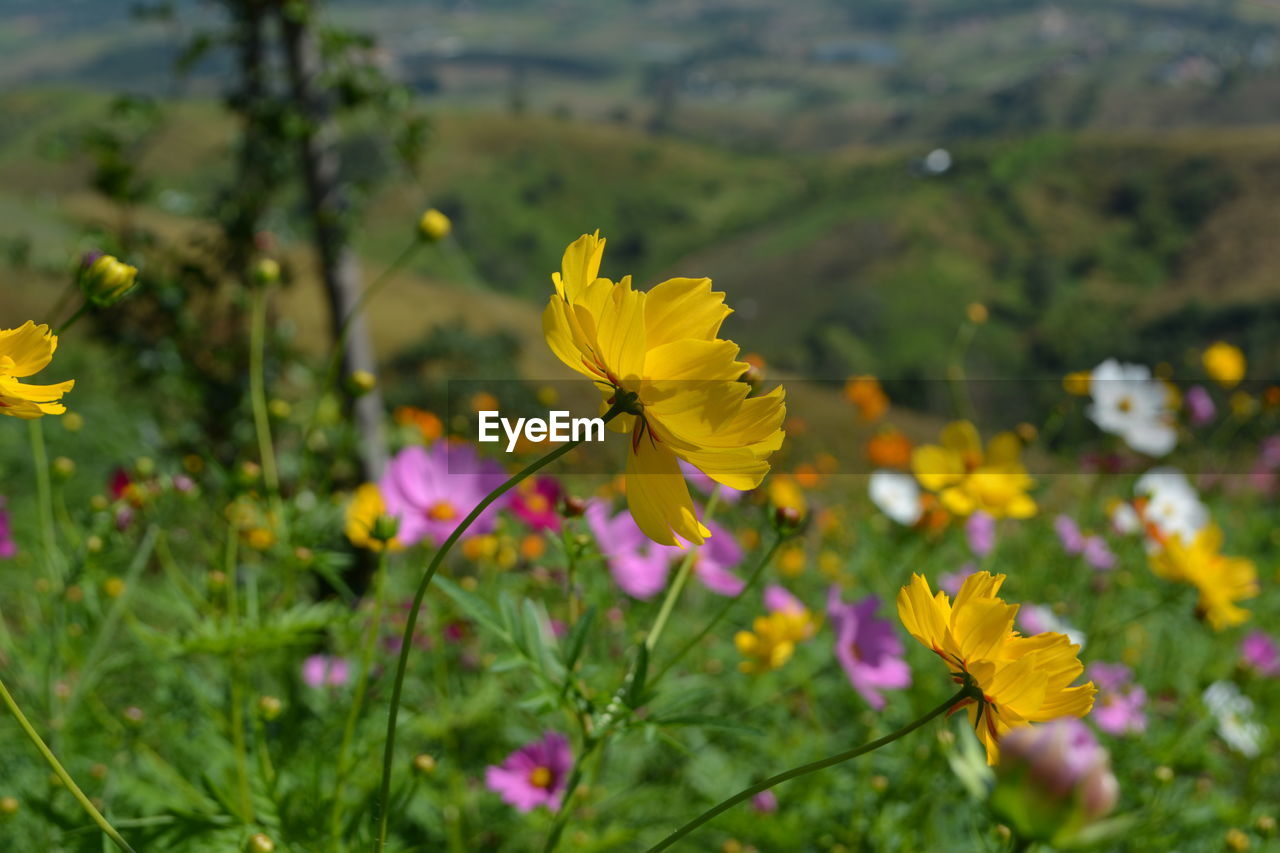 Close-up of yellow flowers blooming on landscape