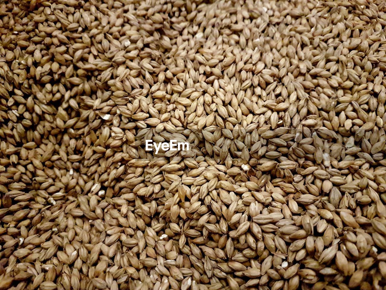 Malted barley close up 