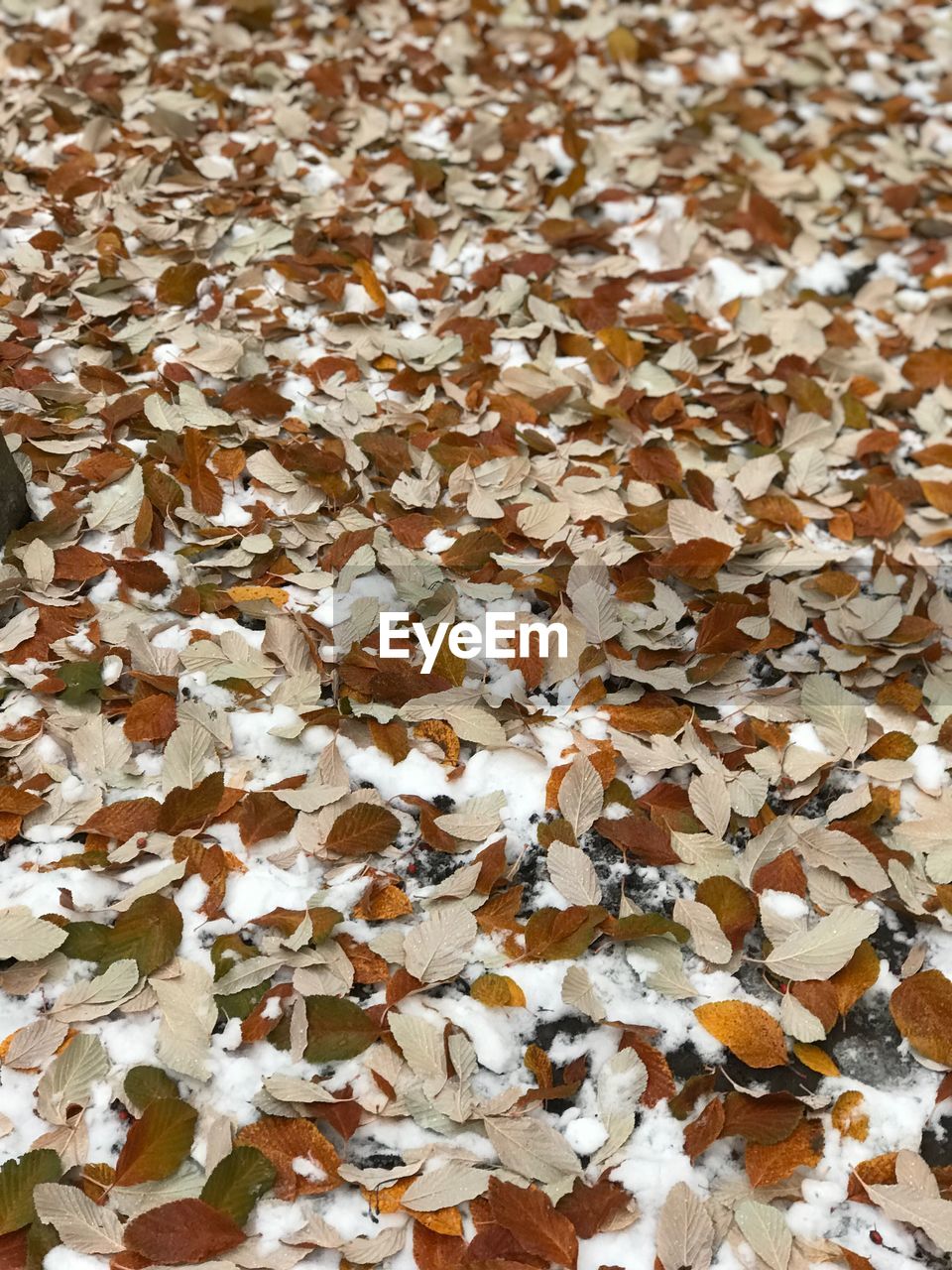 FULL FRAME SHOT OF DRY LEAVES ON FIELD