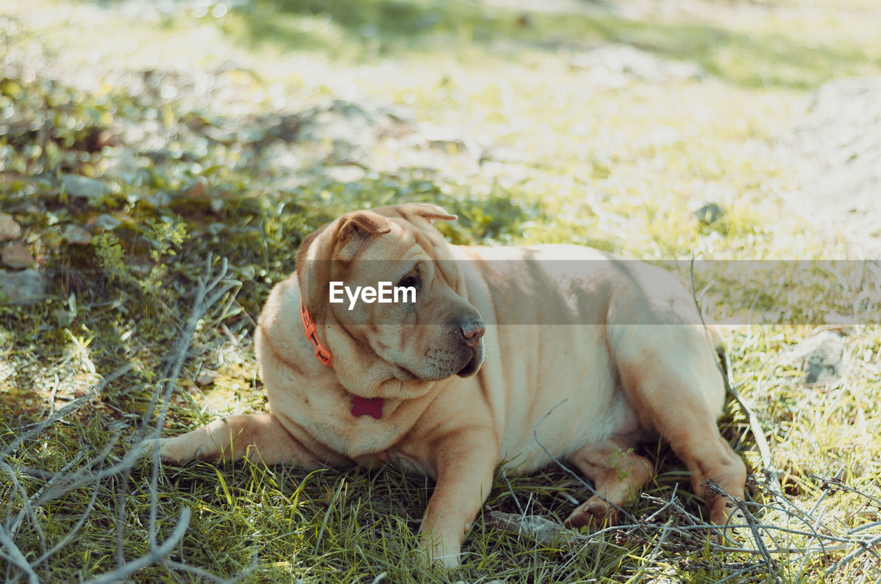 DOG LYING ON GRASS AT PARK