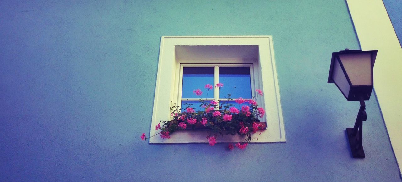 LOW ANGLE VIEW OF FLOWERS ON CEILING