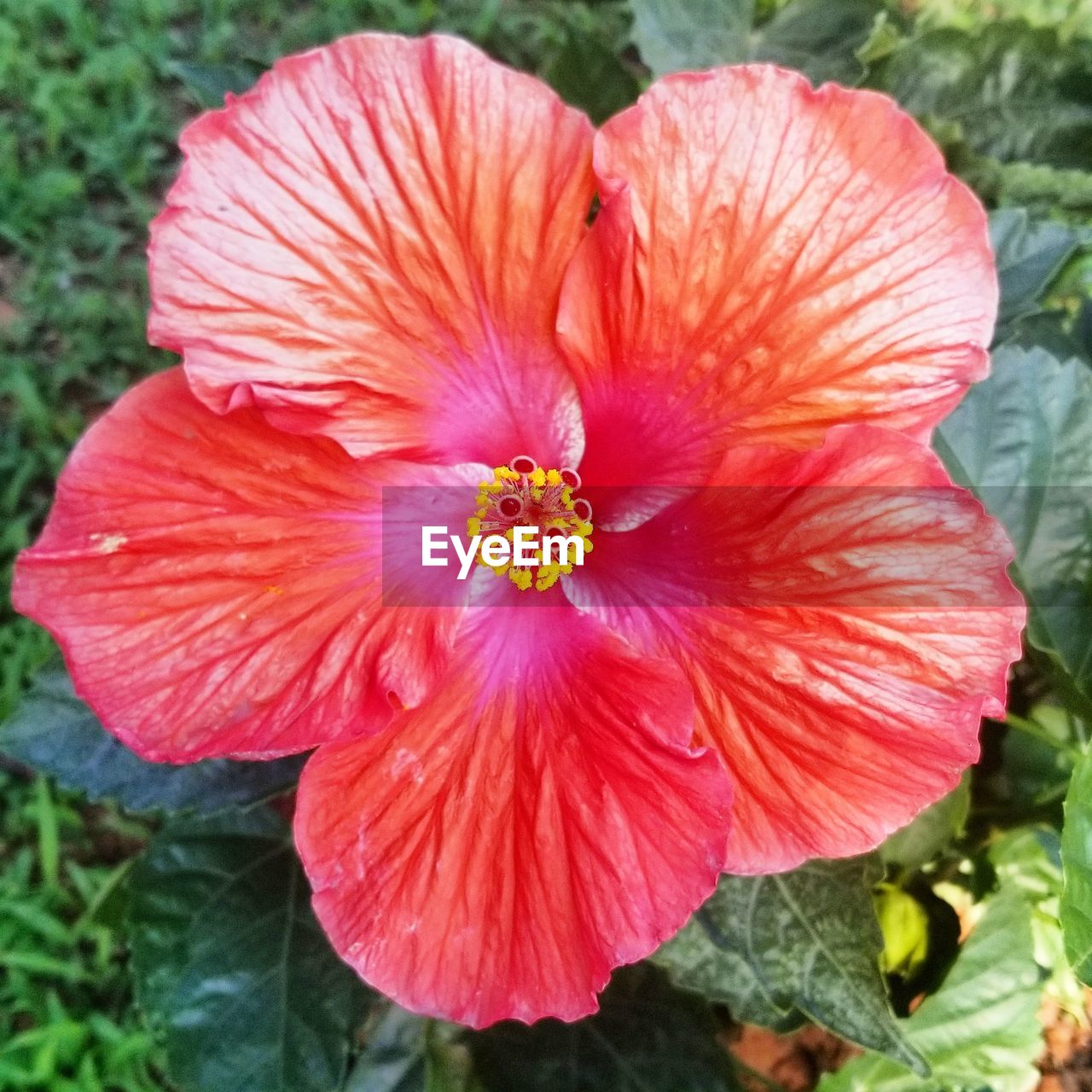 CLOSE-UP OF RED HIBISCUS