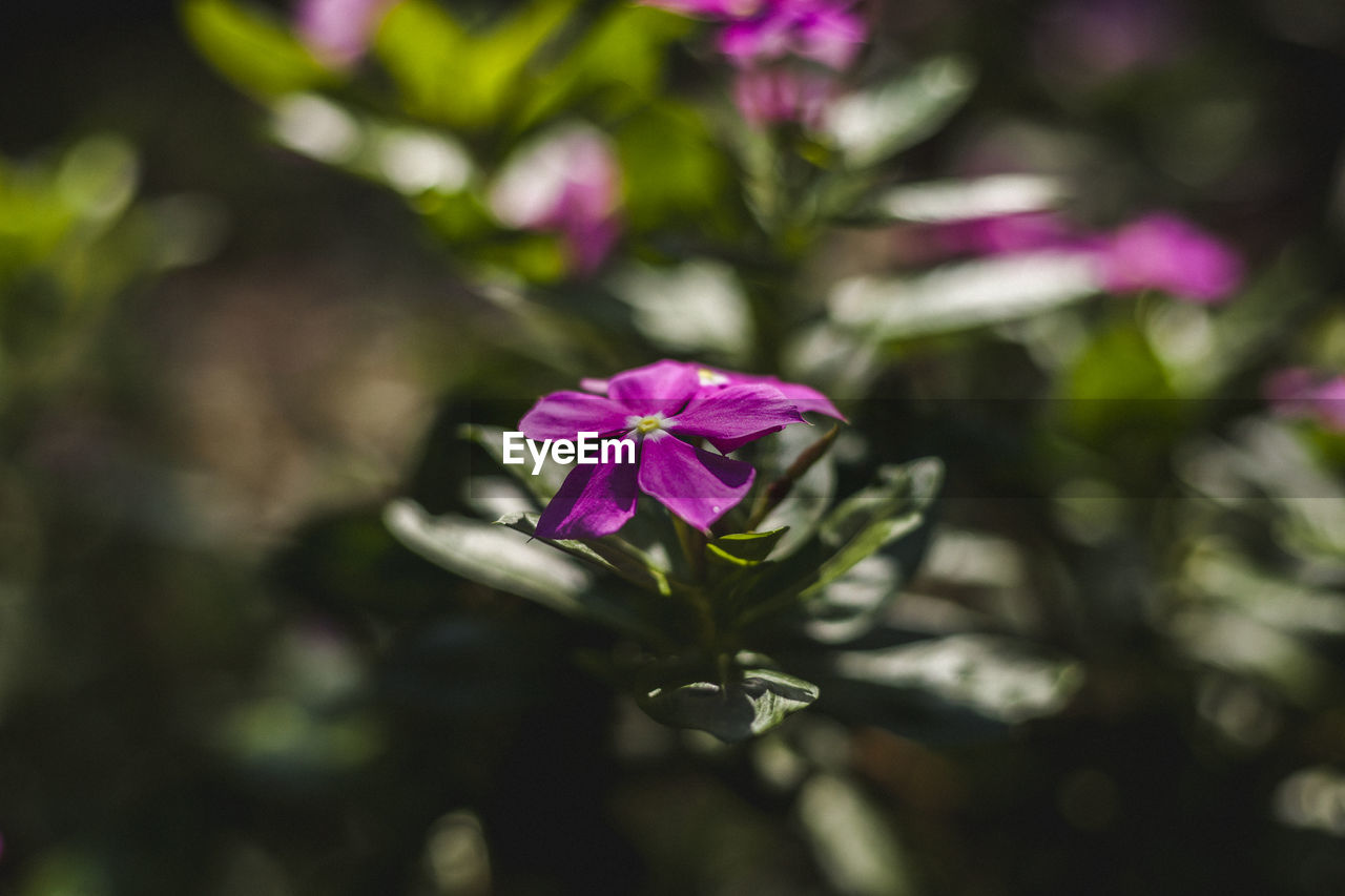 Close-up of pink flowering plant