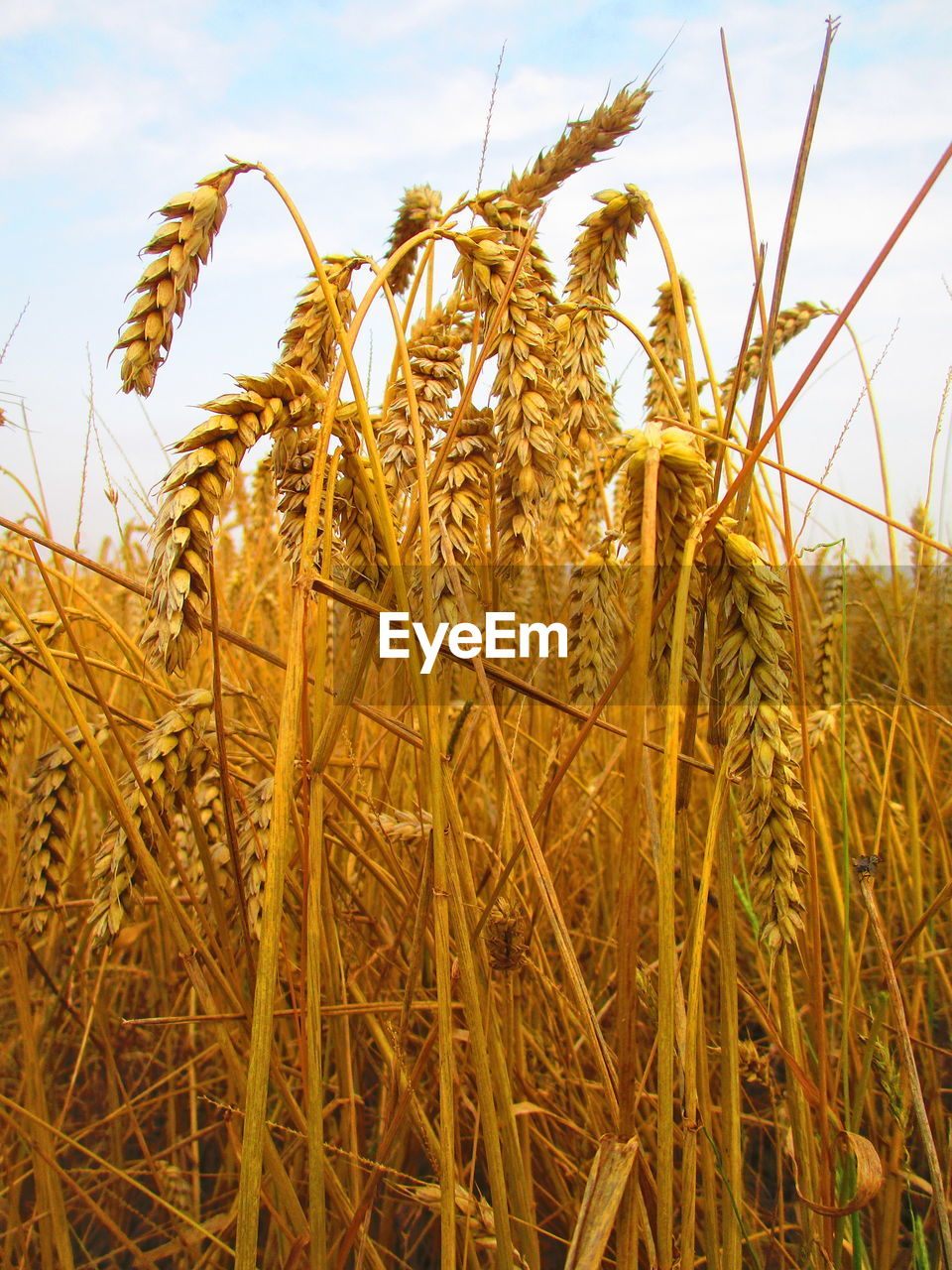 CLOSE-UP OF WHEAT GROWING ON FIELD