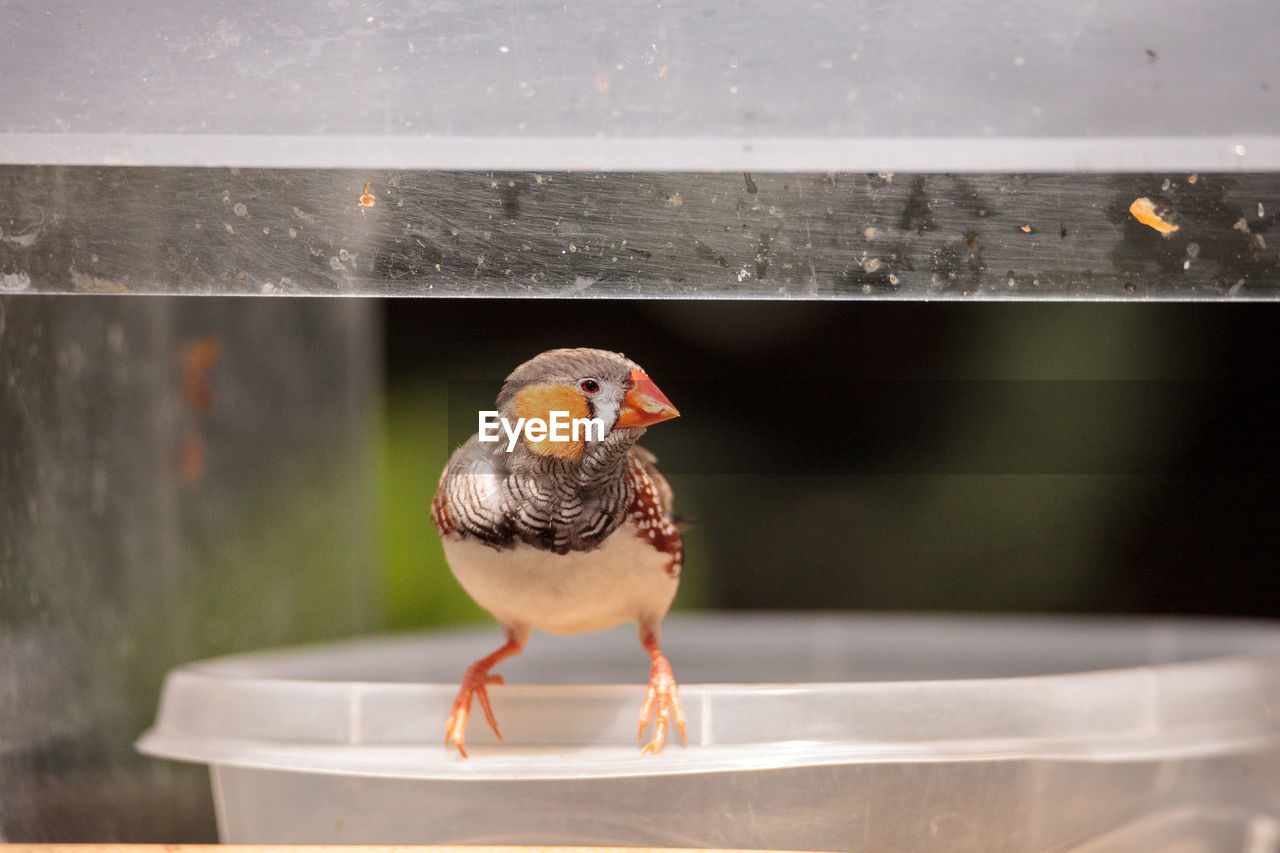 Zebra finch taeniopygia guttata perches on a bird bath filled with water.