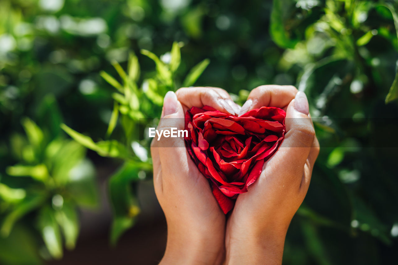 Cropped hands holding red roses in heart shape on sunny day