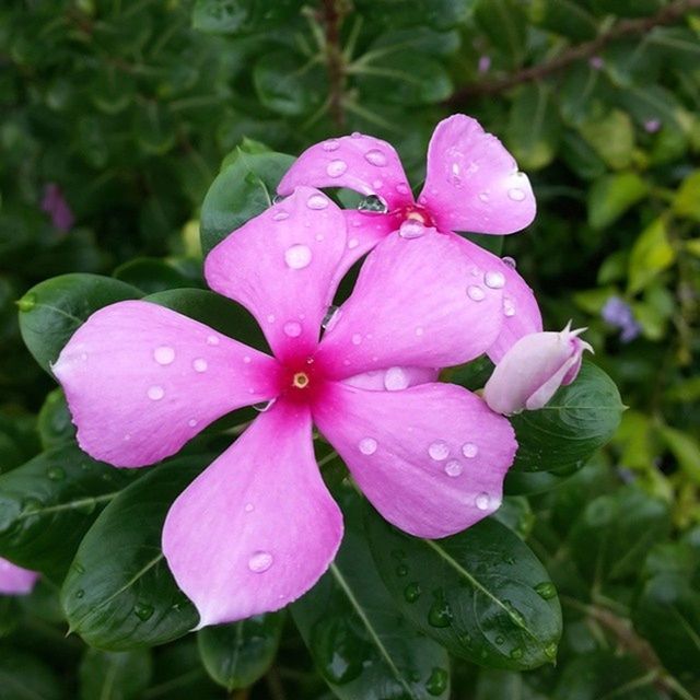 CLOSE-UP OF PINK FLOWERS