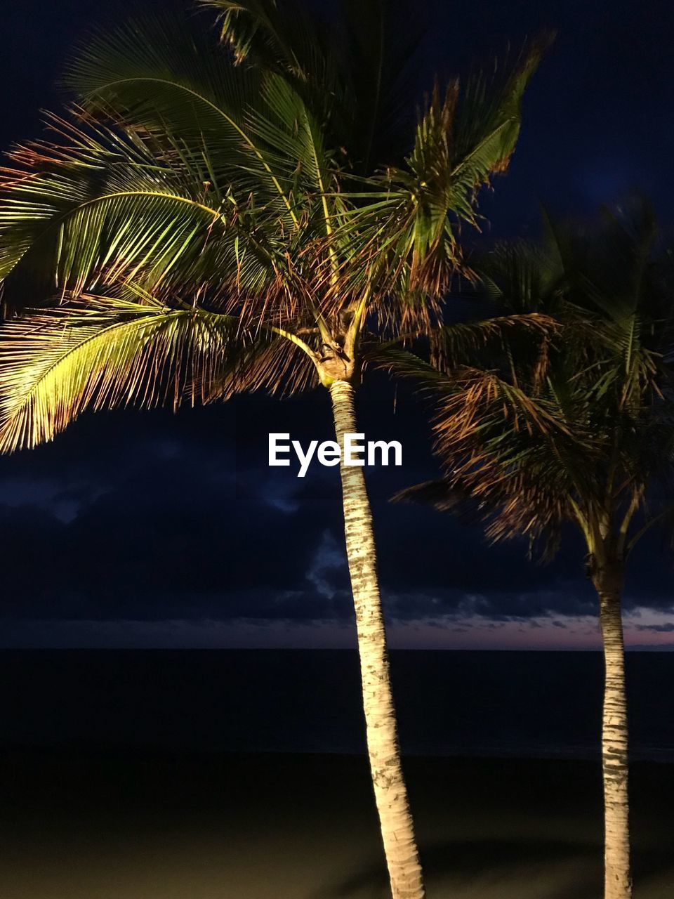 LOW ANGLE VIEW OF COCONUT PALM TREE AGAINST SKY AT NIGHT