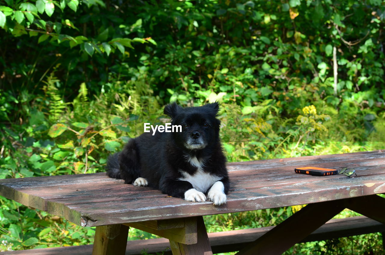 BLACK CAT SITTING ON BENCH IN PARK