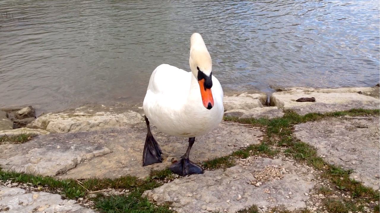 CLOSE-UP OF BIRD IN WATER