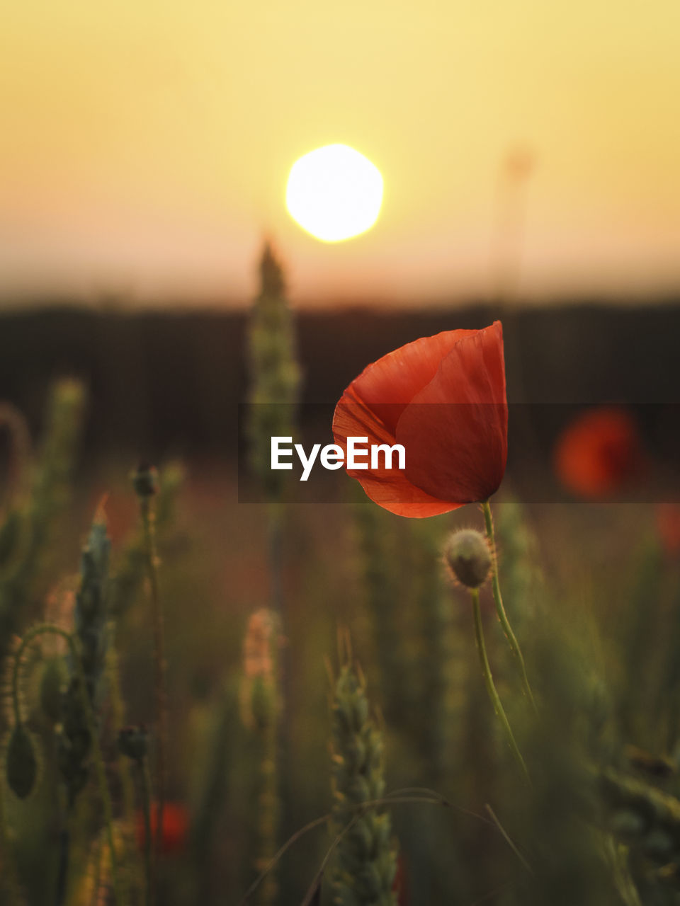 Close-up of orange flowers in field