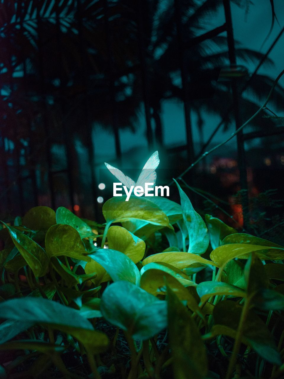 Close-up of neon butterfly perching on plant