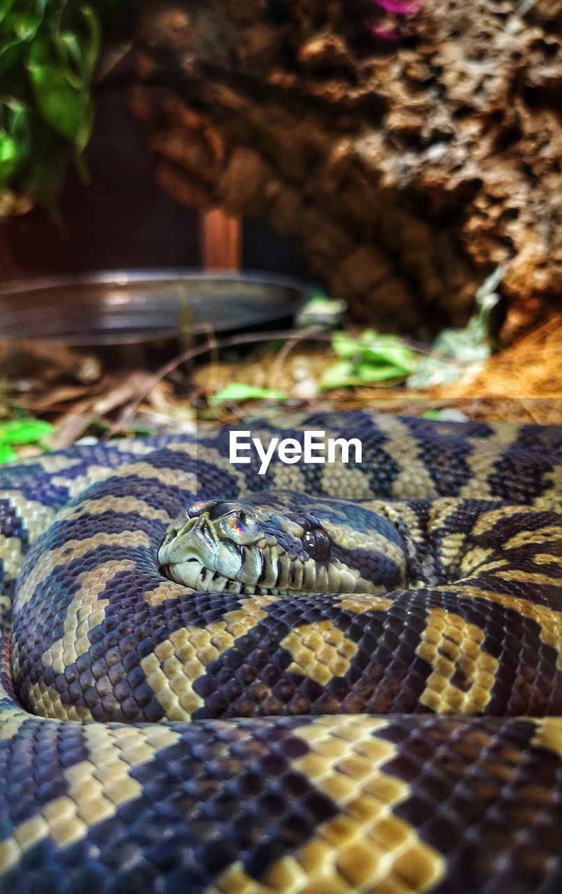 Close-up of coiled snake