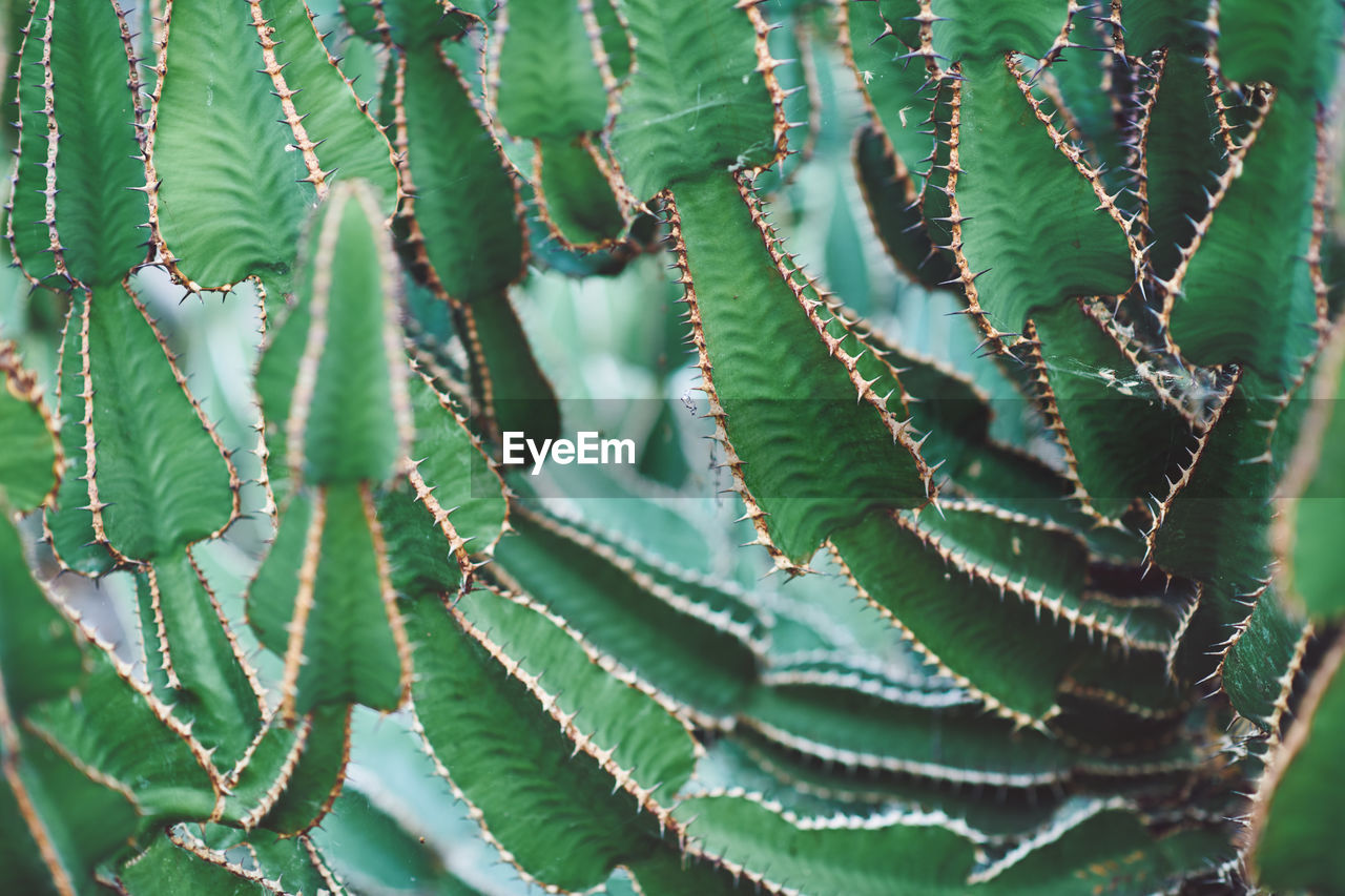 Close-up of succulent plant