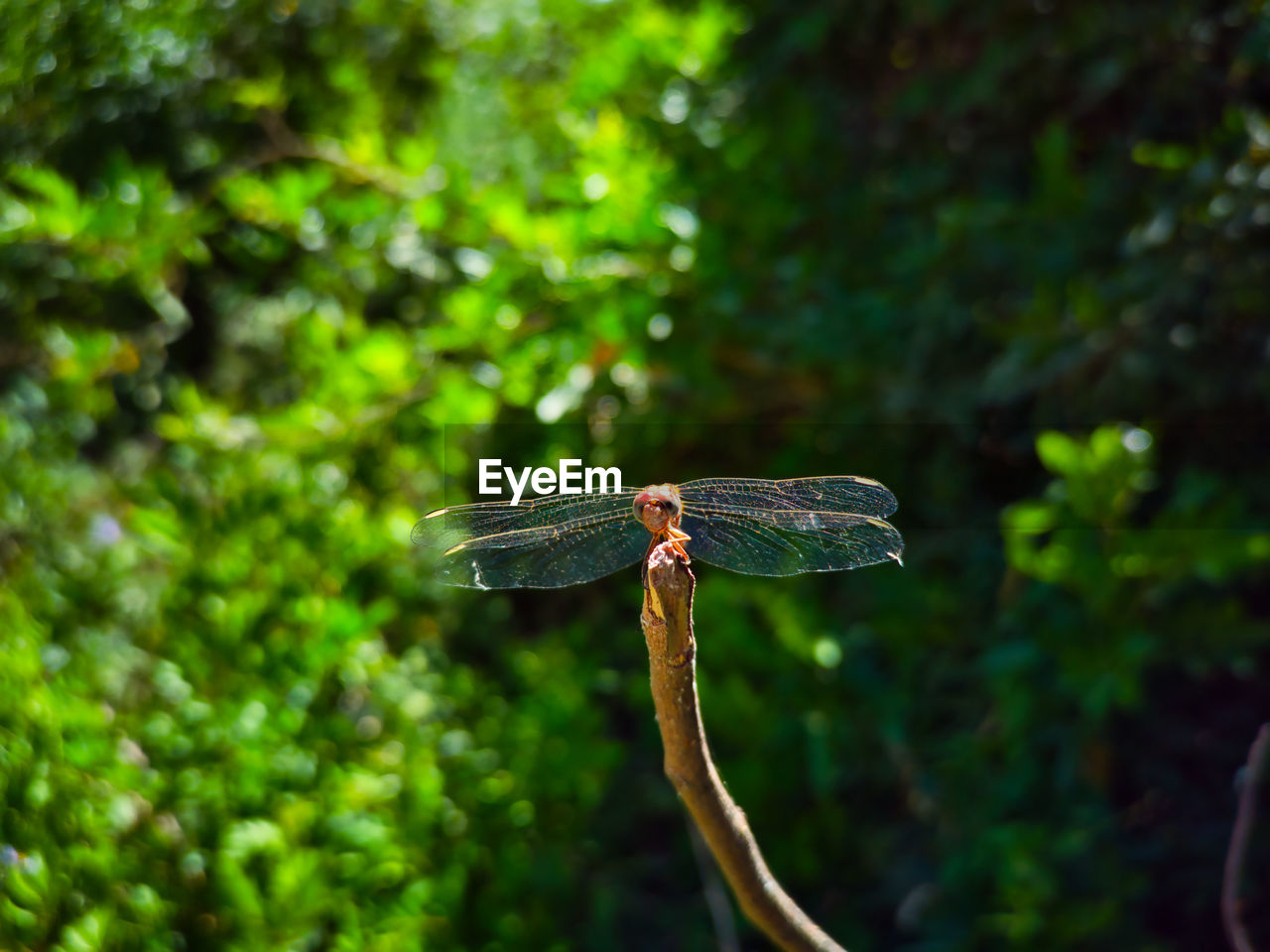 green, animal themes, animal, animal wildlife, one animal, nature, wildlife, dragonfly, plant, insect, animal wing, dragonflies and damseflies, leaf, tree, macro photography, no people, focus on foreground, branch, outdoors, forest, close-up, day, animal body part, beauty in nature, flower