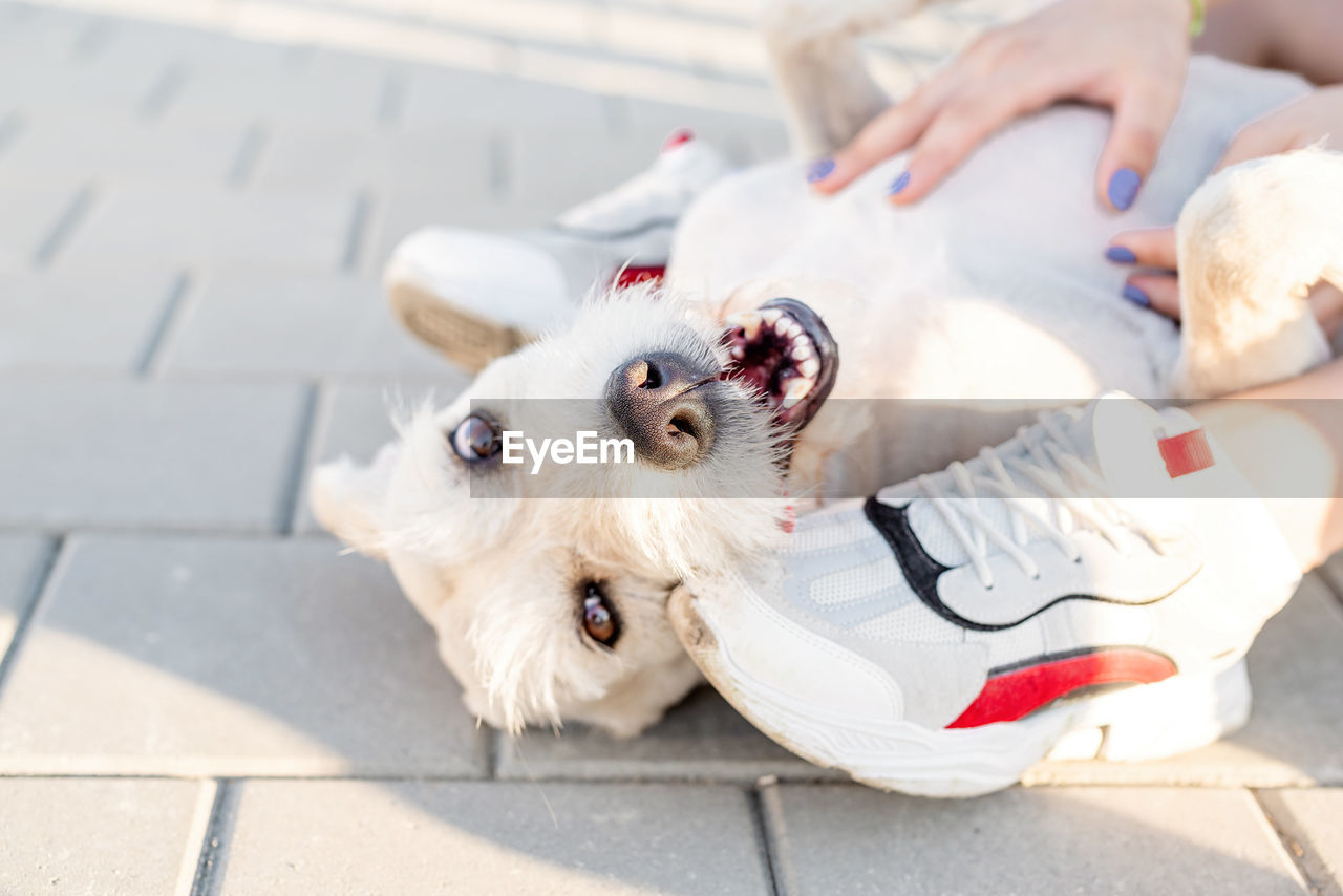 High angle view of dog on footpath with her owner