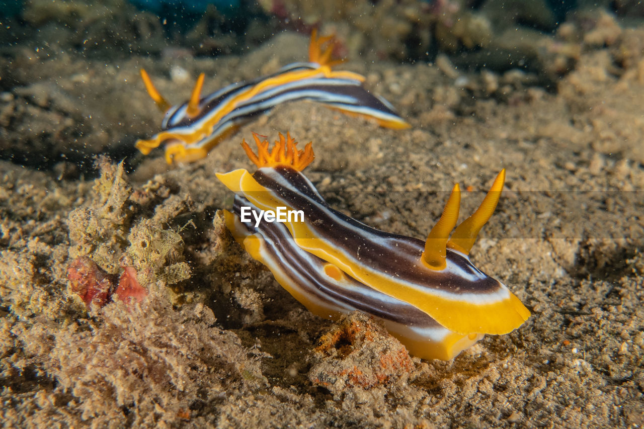 VIEW OF FISH SWIMMING