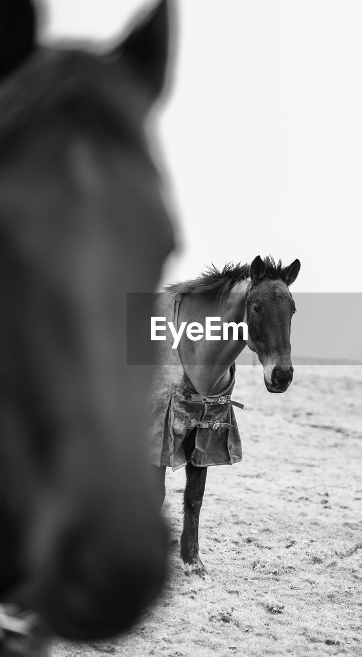 View of horse standing on field