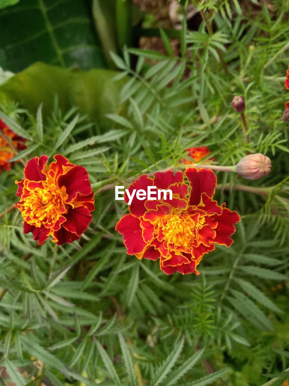 CLOSE-UP OF RED FLOWERING PLANTS