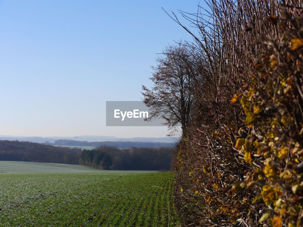 Scenic view of field against clear sky