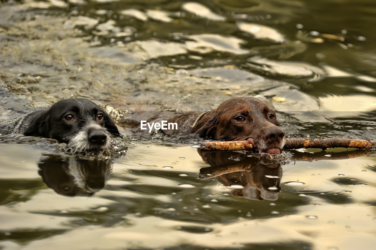 PORTRAIT OF A DOG IN WATER