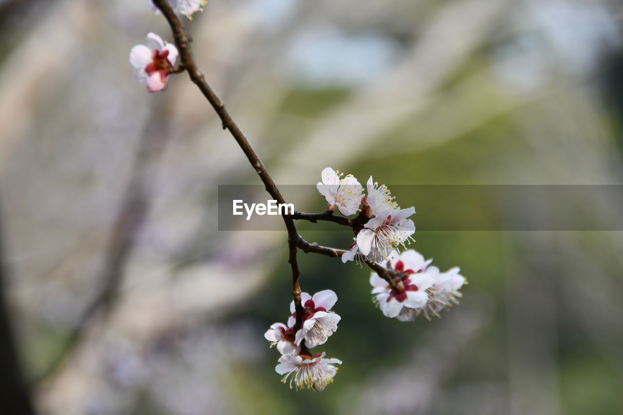 plant, flower, flowering plant, freshness, blossom, fragility, beauty in nature, springtime, tree, nature, growth, branch, close-up, spring, produce, focus on foreground, cherry blossom, flower head, twig, macro photography, food and drink, food, inflorescence, fruit, no people, day, white, botany, outdoors, pink, cherry tree, petal, fruit tree, selective focus, cherry, almond tree, pollen, bud