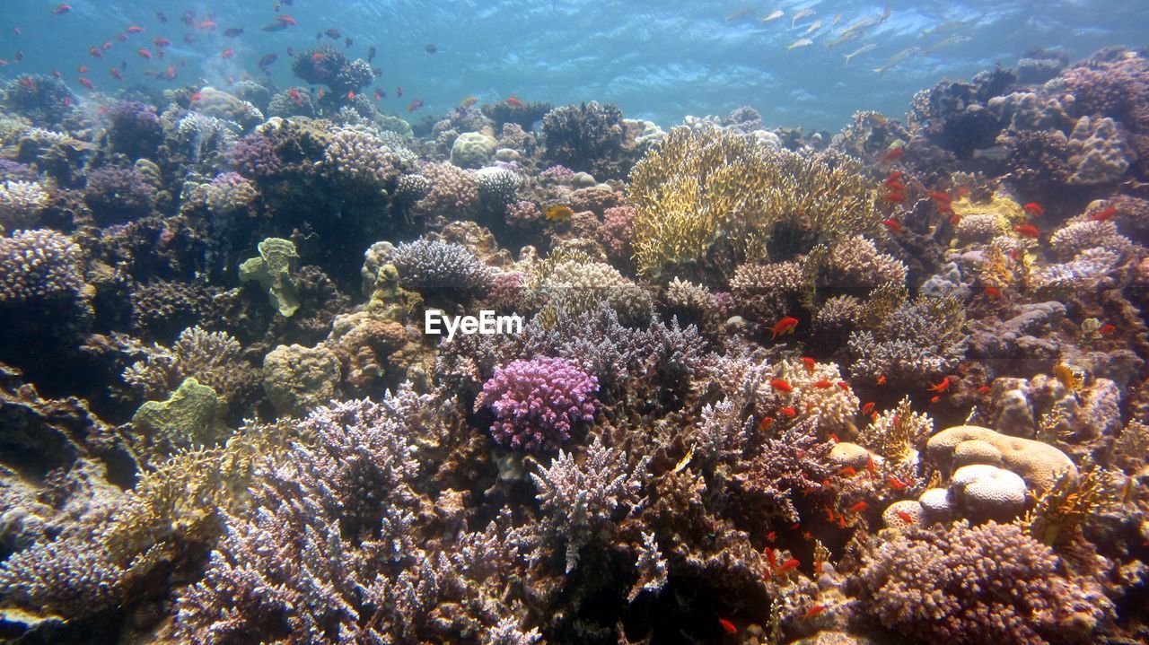 HIGH ANGLE VIEW OF CORAL SWIMMING IN SEA