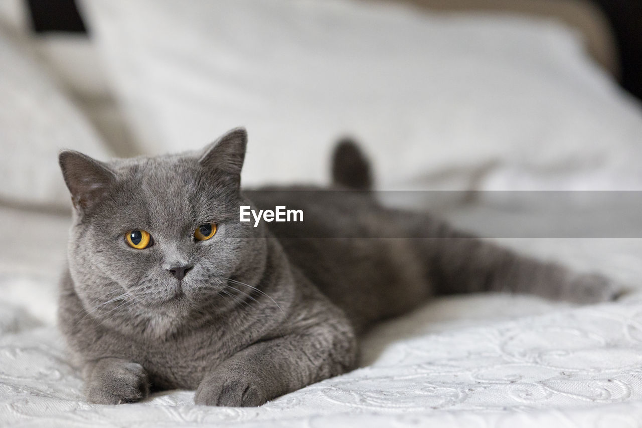 Portrait of lying gray cat with orange eyes close-up. british blue shorthair cat. selective focus.