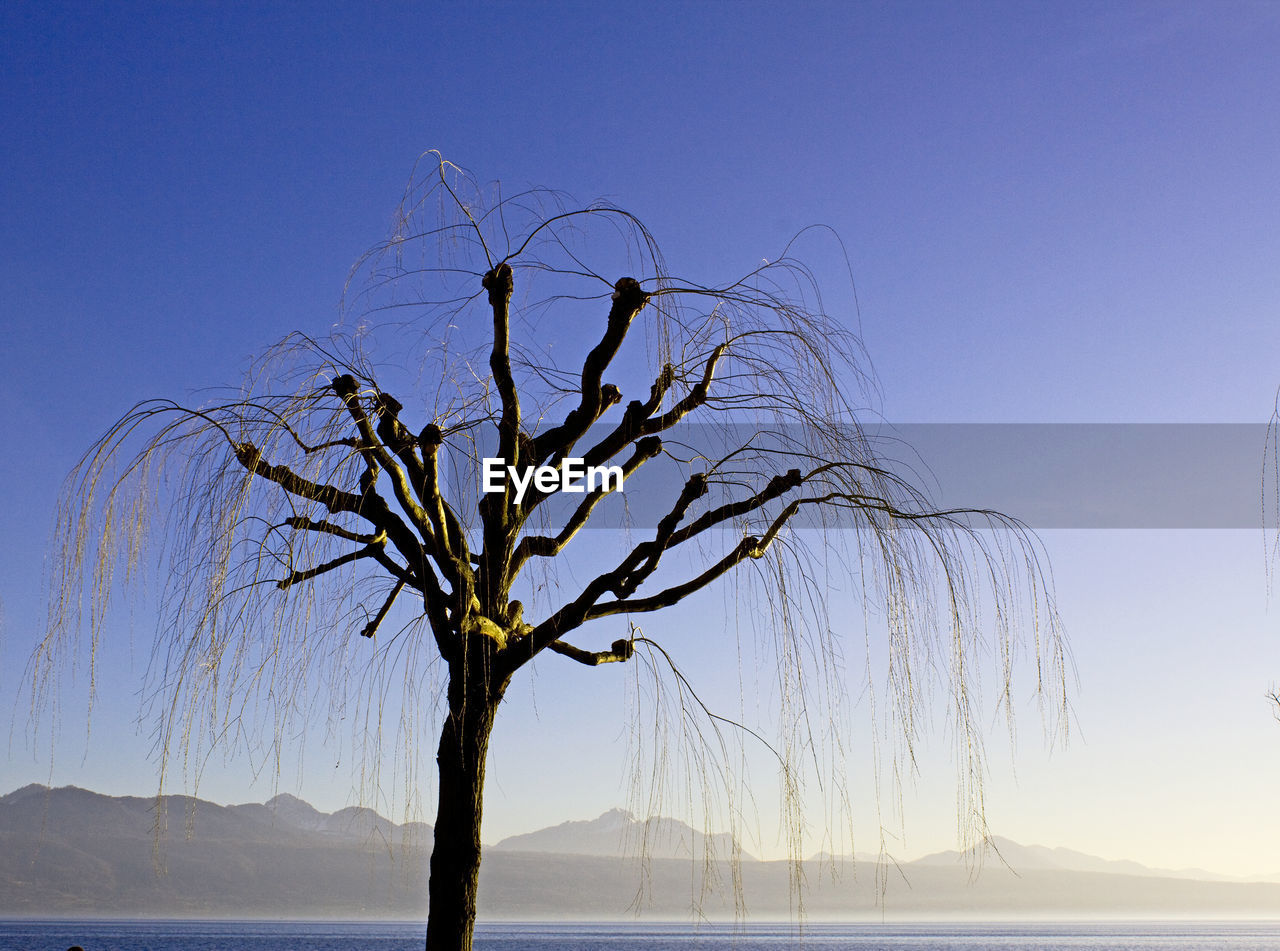 BARE TREE AGAINST BLUE SKY