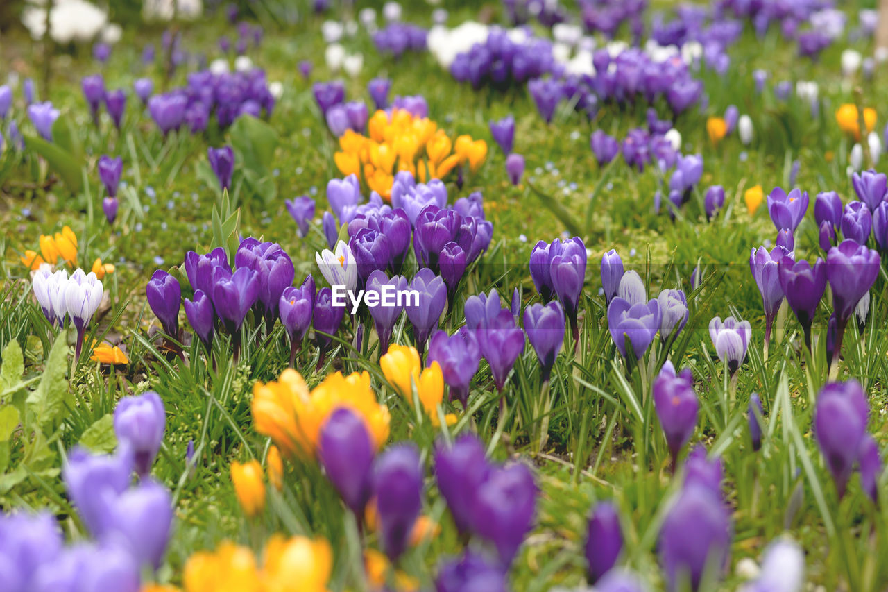 CLOSE-UP OF PURPLE FLOWERS IN FIELD