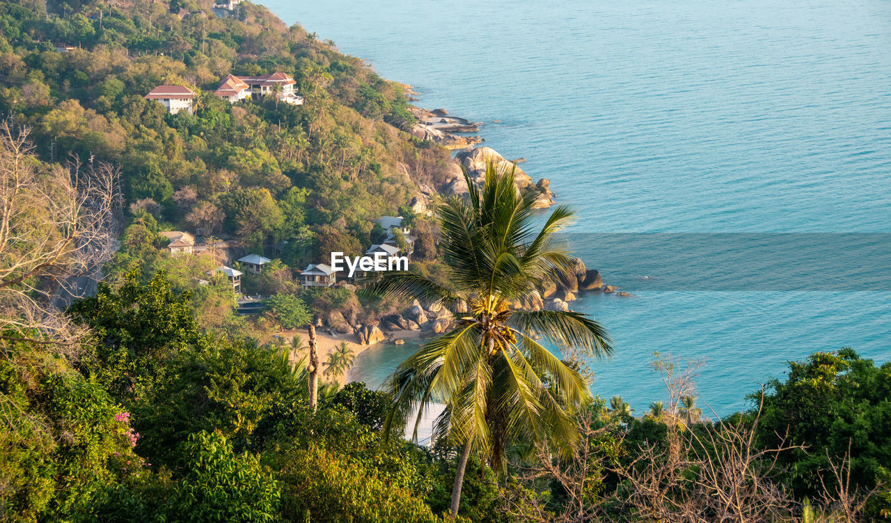HIGH ANGLE VIEW OF COCONUT PALM TREES ON SEA SHORE