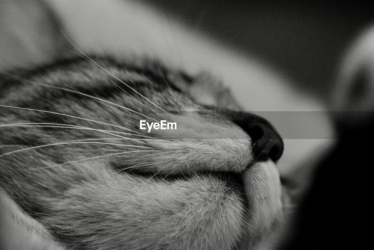 animal, animal themes, mammal, one animal, whiskers, black, domestic animals, pet, close-up, nose, white, black and white, cat, human eye, animal body part, monochrome photography, monochrome, domestic cat, skin, feline, animal head, indoors, relaxation, focus on foreground, macro photography, eyes closed, sleeping, snout, felidae, human head, animal hair, small to medium-sized cats, hand, fur