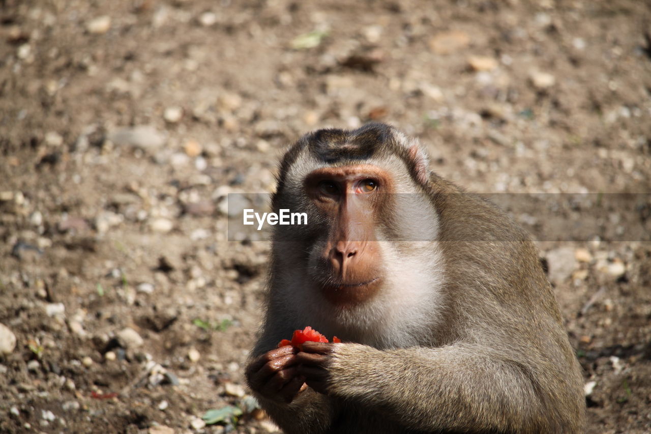 Portrait of young monkey eating lying on land