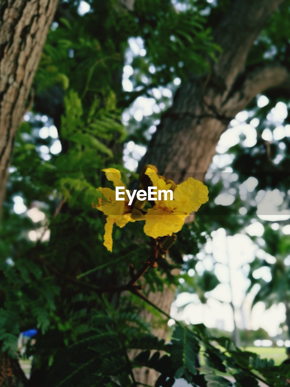 LOW ANGLE VIEW OF YELLOW FLOWER TREE