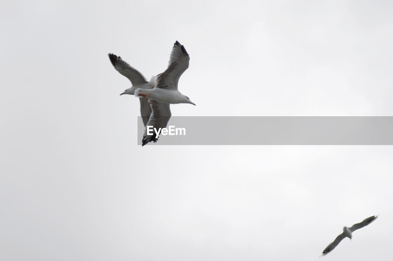 LOW ANGLE VIEW OF SEAGULLS FLYING