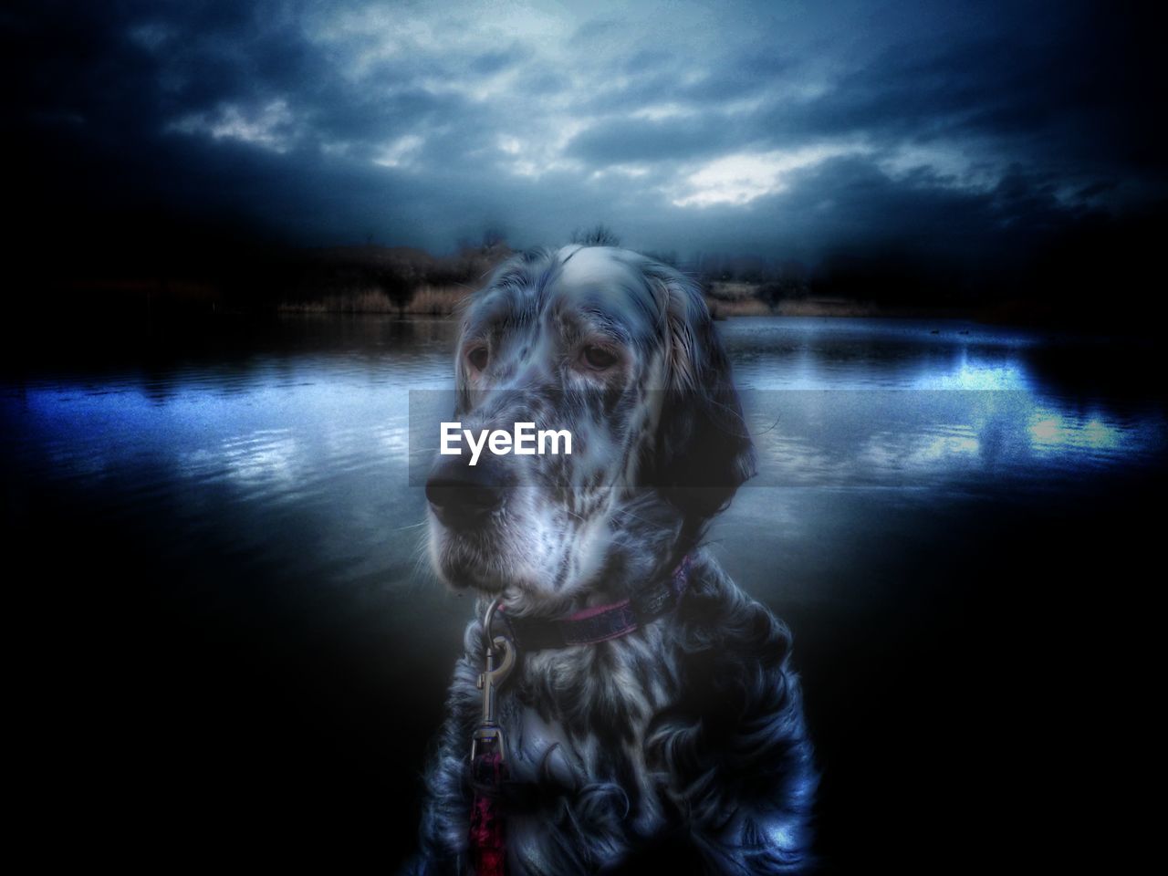 DOG AT LAKE AGAINST SKY