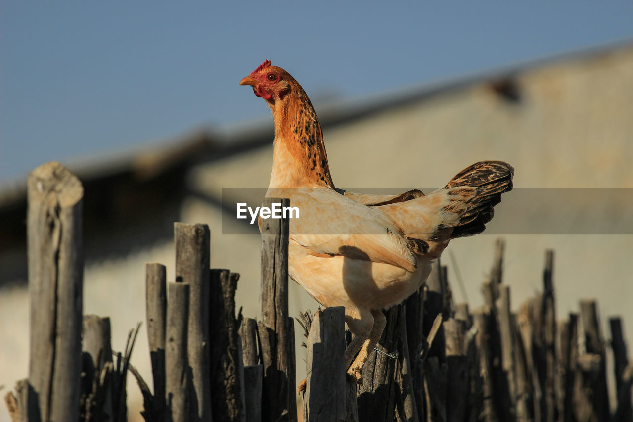 A hen sitting on a wooden fence