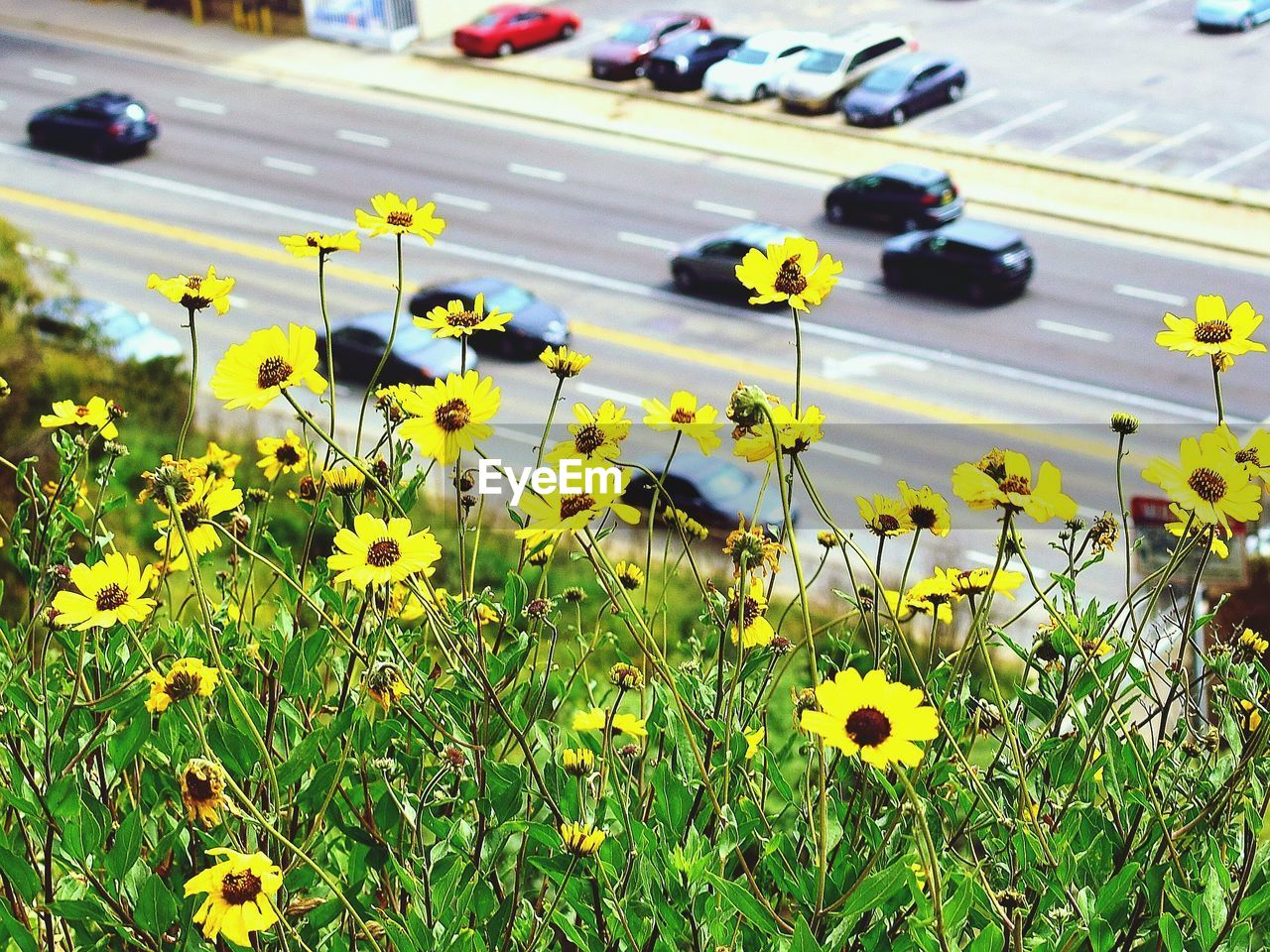 Close-up of yellow flowers blooming outdoors