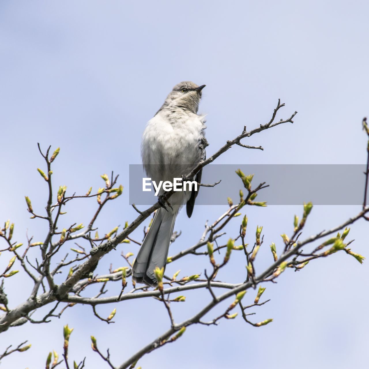 LOW ANGLE VIEW OF BIRD PERCHING ON TREE AGAINST CLEAR SKY