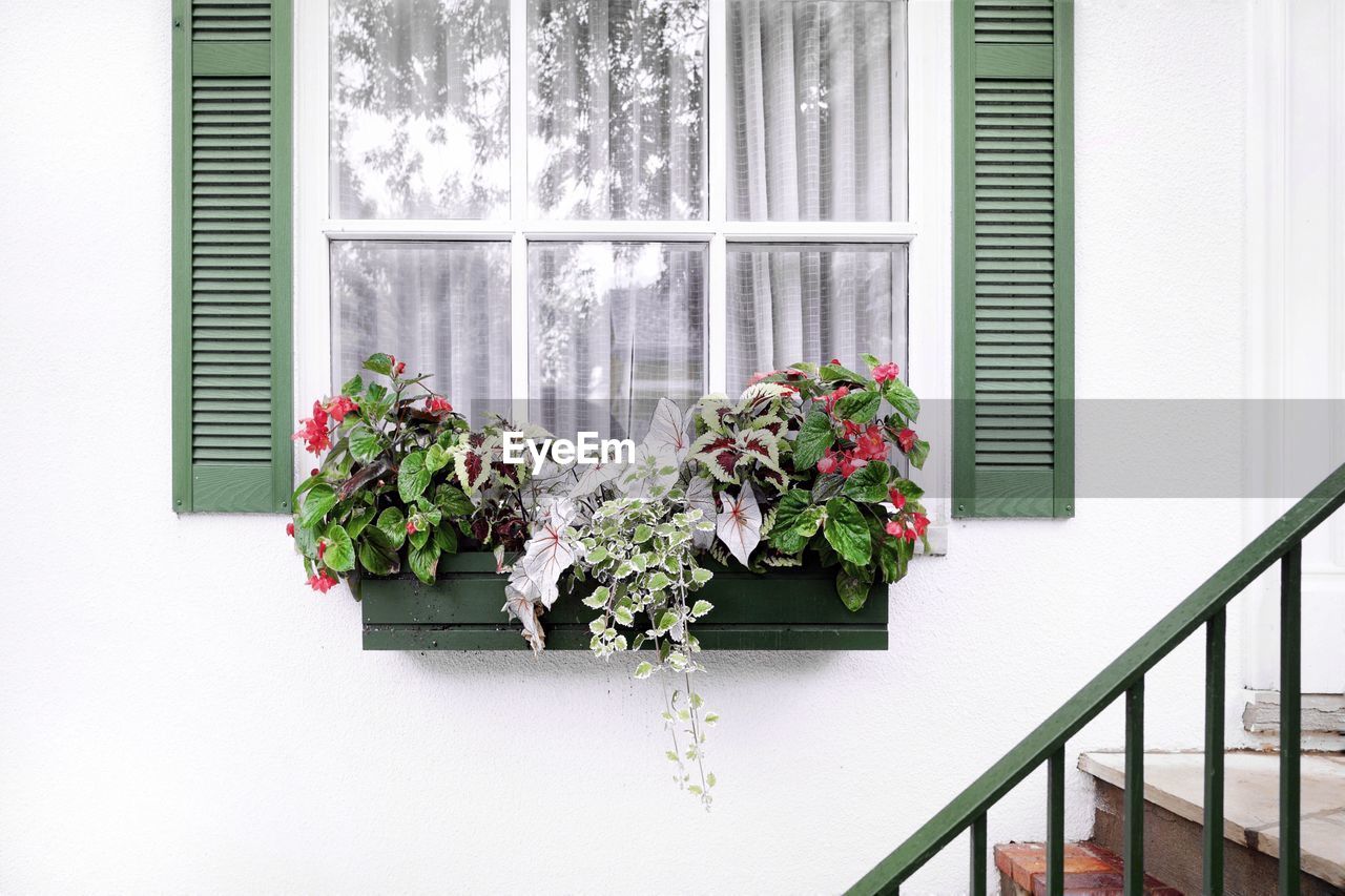 POTTED PLANTS ON WINDOW