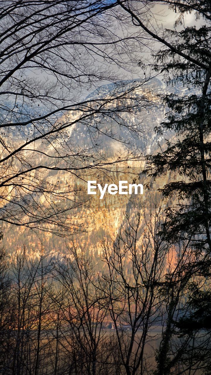 LOW ANGLE VIEW OF SILHOUETTE BARE TREES AGAINST SKY