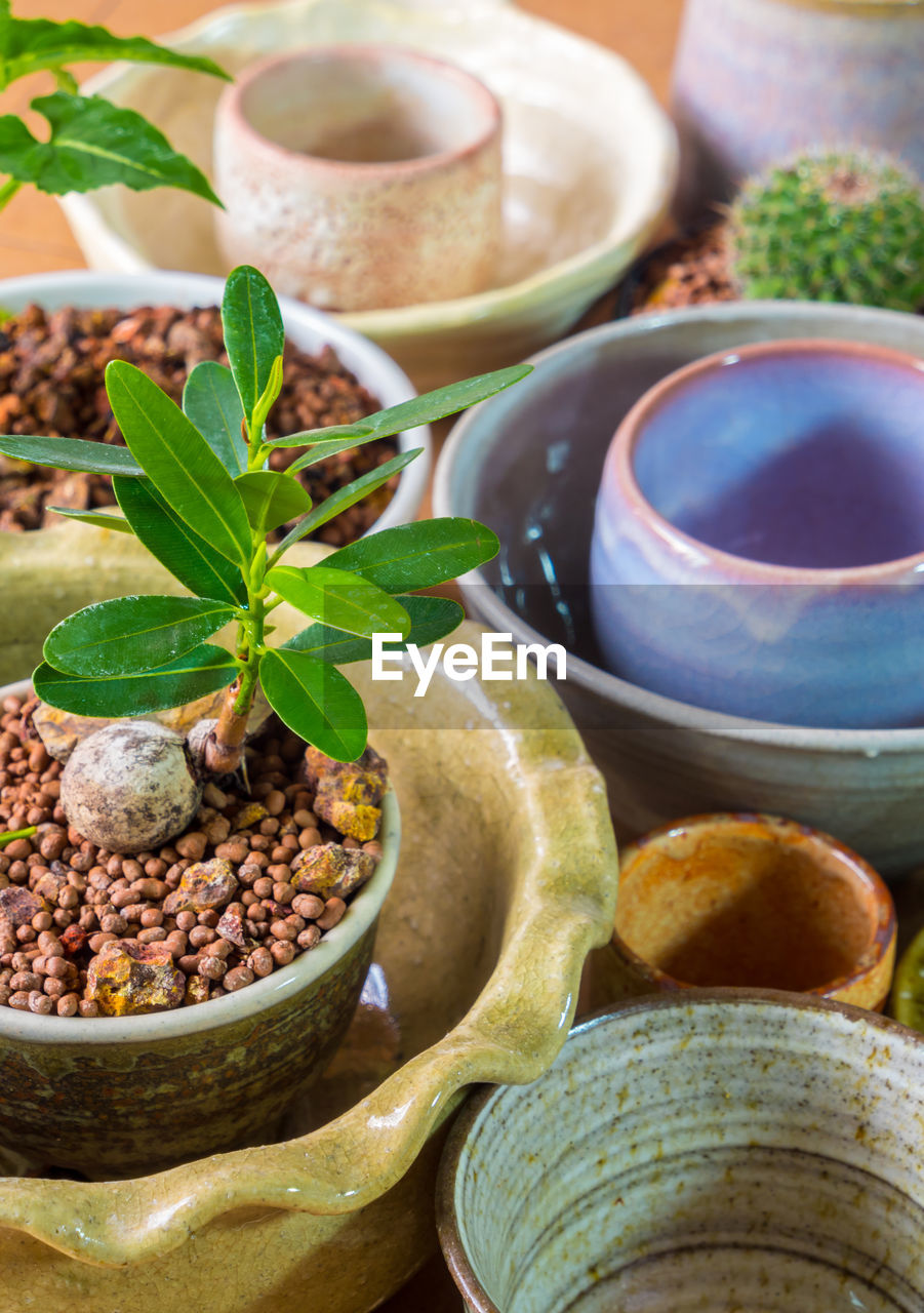 Cactus and succulent plant in the ceramic pots adapted from ceramic bowls