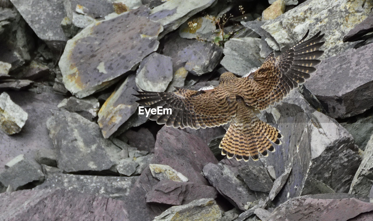 HIGH ANGLE VIEW OF BIRD PERCHING OUTDOORS