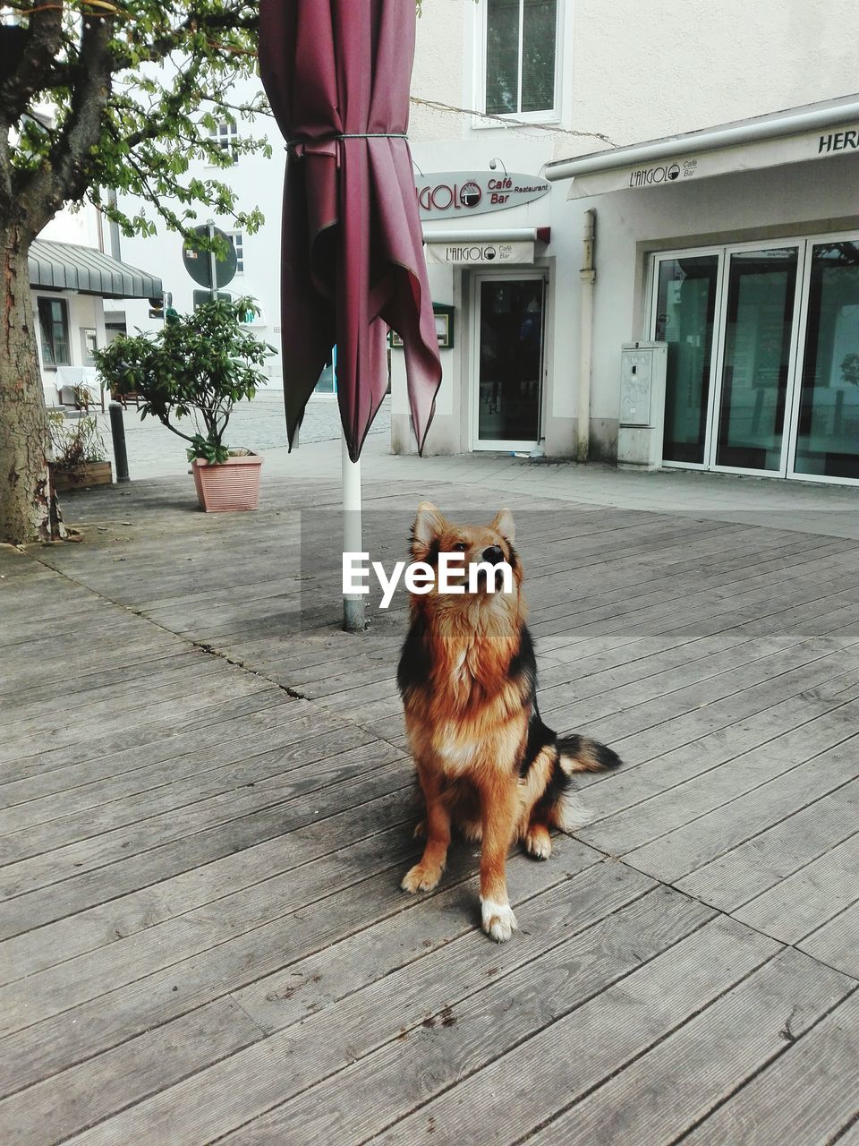 LOW SECTION OF DOG ON CARPET