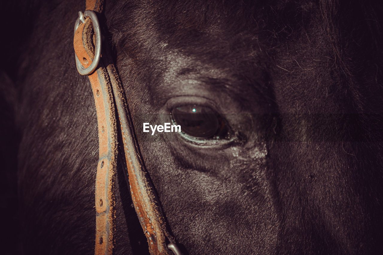 Close-up portrait of a black horse