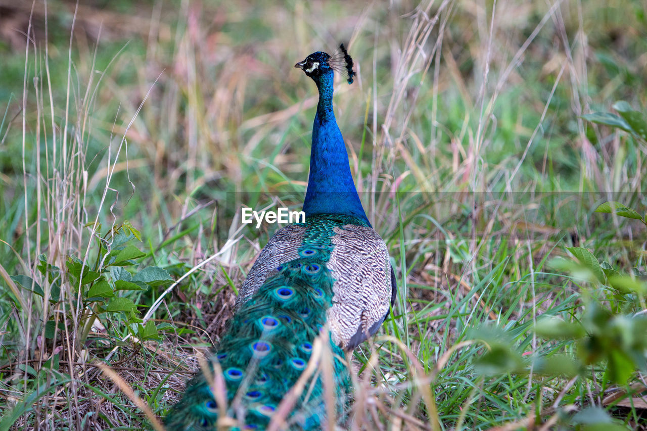 CLOSE-UP OF PEACOCK ON LAND
