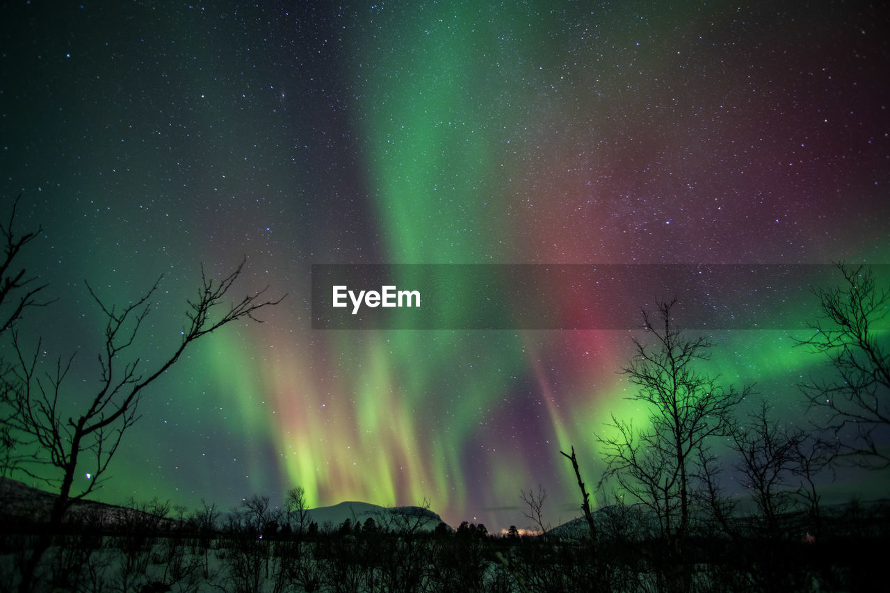 Low angle view of trees and aurora borealis against sky at night 